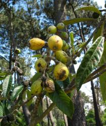 Eriobotrya japonica - Fruits - Click to enlarge!