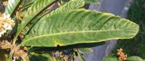 Eriobotrya japonica - Leaf - Click to enlarge!
