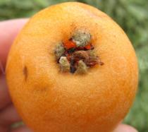 Eriobotrya japonica - Lower part of fruit - Click to enlarge!