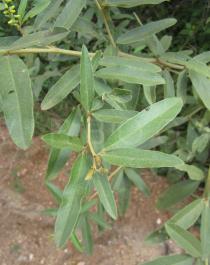 Eriosema psoraleoides - Foliage - Click to enlarge!