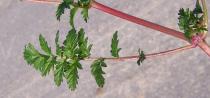 Erodium cicutarium - Leaf - Click to enlarge!
