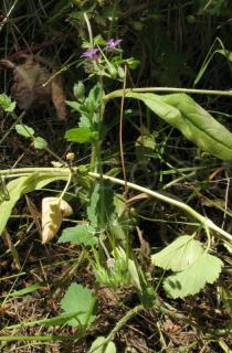 Erodium malacoides - Branch - Click to enlarge!