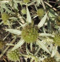 Eryngium campestre - Flower head - Click to enlarge!