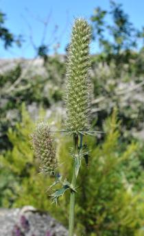 Eryngium duriaei - Inflorescence - Click to enlarge!