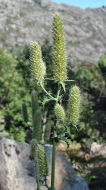 Eryngium duriaei - Inflorescence - Click to enlarge!
