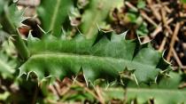 Eryngium duriaei - Upper surface of leaf - Click to enlarge!