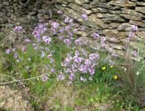 Erysimum linifolium - Habit - Click to enlarge!