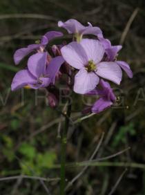 Erysimum linifolium - Flowers - Click to enlarge!