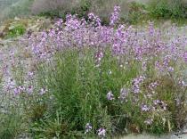 Erysimum linifolium - Habit - Click to enlarge!