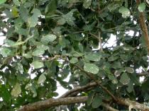 Erythrina senegalensis - Foliage - Click to enlarge!