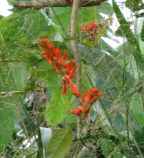 Erythrina senegalensis - Inflorescence - Click to enlarge!