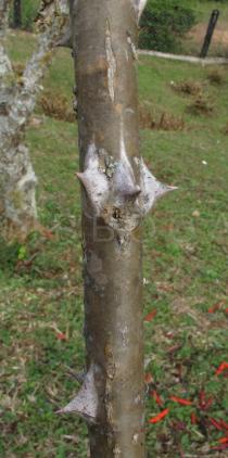 Erythrina speciosa - Thorns - Click to enlarge!
