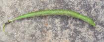 Erythrina speciosa - Pod - Click to enlarge!