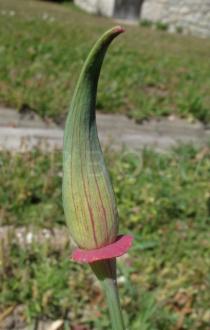 Eschscholzia californica - Flower bud - Click to enlarge!