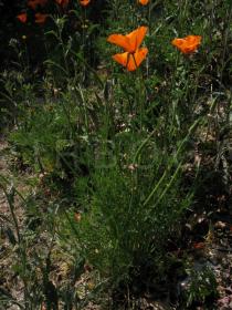 Eschscholzia californica - Plant, side view - Click to enlarge!