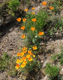 Eschscholzia californica - Habit - Click to enlarge!