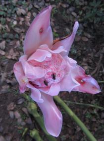 Etlingera elatior - Opening flower head - Click to enlarge!