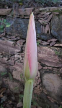 Etlingera elatior - Flower head bud - Click to enlarge!