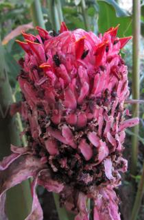 Etlingera elatior - Inflorescence, fertilisation of last flowers - Click to enlarge!