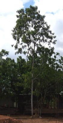 Eucalyptus camaldulensis - Habit - Click to enlarge!