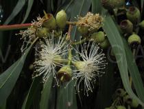 Eucalyptus camaldulensis - Flower - Click to enlarge!
