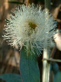 Eucalyptus globulus - Flower - Click to enlarge!