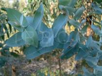Eucalyptus globulus - Leaves of juvenile tree - Click to enlarge!