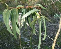 Eucalyptus globulus - Leaves of adult tree - Click to enlarge!