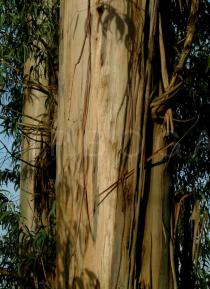 Eucalyptus globulus - Bark - Click to enlarge!