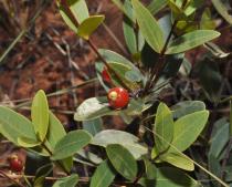 Eugenia punicifolia - Foliage and fruit - Click to enlarge!