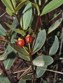 Eugenia punicifolia - Fruits, side view - Click to enlarge!
