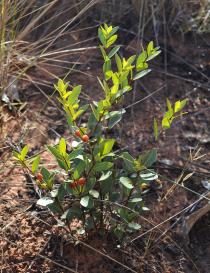 Eugenia punicifolia - Habit - Click to enlarge!