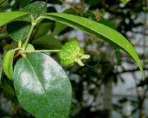 Eugenia uniflora - Ripening fruit - Click to enlarge!