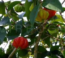 Eugenia uniflora - Ripe fruits - Click to enlarge!