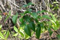 Eugenia uniflora - Foliage - Click to enlarge!