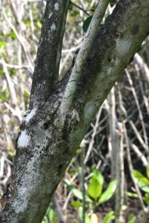 Eugenia uniflora - Bark - Click to enlarge!