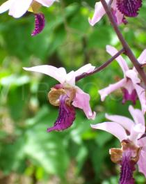 Eulophia cristata - Flower - Click to enlarge!