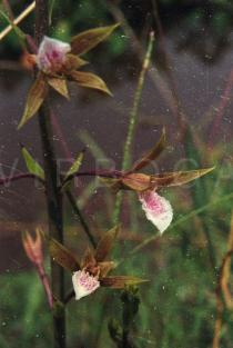 Eulophia graminea - Flowers - Click to enlarge!