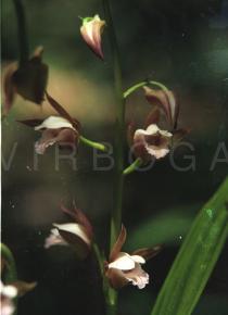 Eulophia spectabilis - Flowers - Click to enlarge!