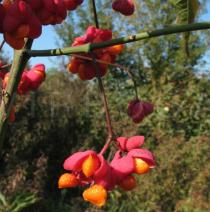 Euonymus europaeus - Fruits - Click to enlarge!