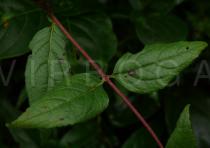 Eupatorium chinense - Leaves - Click to enlarge!