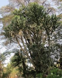 Euphorbia abyssinica - Habit - Click to enlarge!