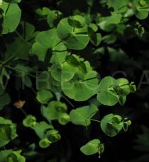 Euphorbia amygdaloides - Infructescence - Click to enlarge!