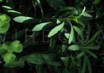 Euphorbia amygdaloides - Vegetative plants - Click to enlarge!