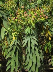 Euphorbia anachoreta - Inflorescence - Click to enlarge!