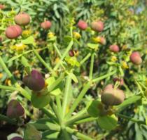 Euphorbia anachoreta - Flower - Click to enlarge!