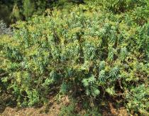 Euphorbia anachoreta - Habit - Click to enlarge!