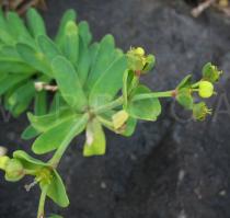 Euphorbia azorica - Flowers - Click to enlarge!