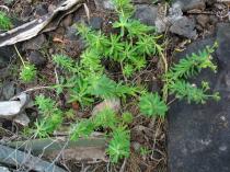 Euphorbia azorica - Habit - Click to enlarge!