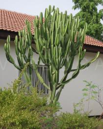 Euphorbia candelabrum - Habit - Click to enlarge!